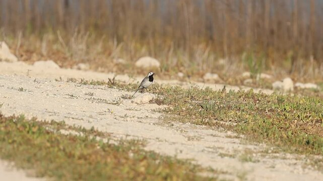 Lavandera blanca Motacilla alba posada en el suelo se rasca la oreja, Beniarres, Espa&ntilde;a
