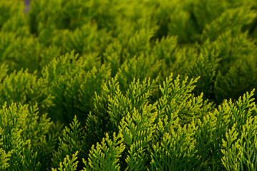 Soft Focus on Dense Yellow-Green Cypress Foliage Creating a Lush Textured Background