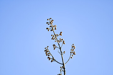 Minimalist Bare Brown Branch with Small Buds Silhouetted Against a Clear Bright Blue Sky
