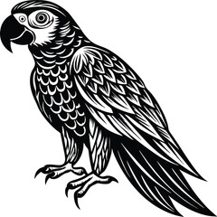 Obraz premium black and yellow macaw