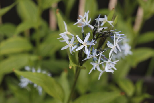 Amsonia illustris Amsonia lśniąca