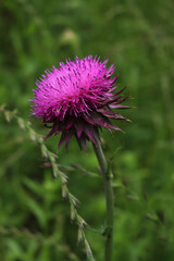 Close-up of purple creeping thistle flowers on early summer. Cirsium arvense in bloom 