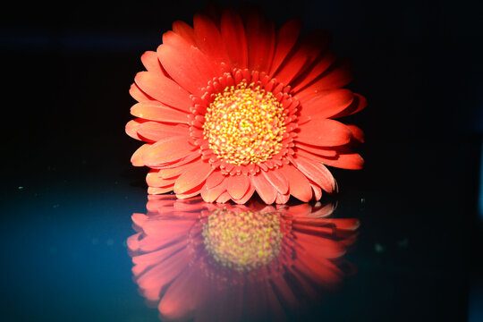 Vibrant Red Gerbera Daisy with a Yellow Center and its Reflection on a Dark Blue Surface