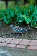 A small, speckled bird with delicate blue and brown feathers walks on a path near green plants