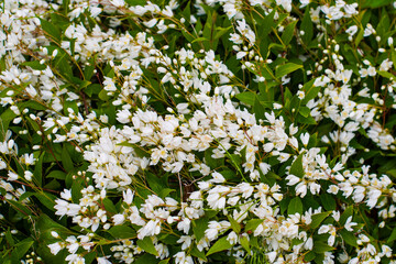 Delicate white flowers blooming on a shrub, creating a beautiful and natural display in springtime