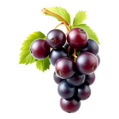 Close-up of a Bunch of Ripe, Purple Grapes with Green Leaves