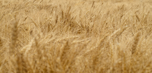 Ears of wheat.