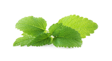 Fresh green lemon balm leaves isolated on white
