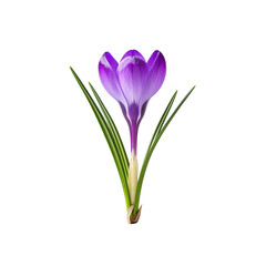 Fototapeta premium Stunning purple crocus flower isolated on shot bloom on transparent background