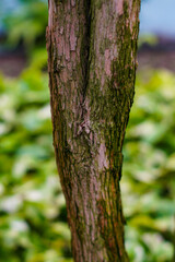 close up of young coffee trees