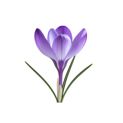 Fototapeta premium Single purple crocus flower isolated on bloom plant on transparent background