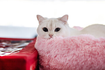 portrait of white british shorthair cat looking at camera and lying in pink bed. cute kitty lying