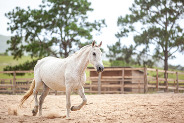 Obraz premium Cavalo tordilho salpicado caminhando em cercado de areia com árvores ao fundo