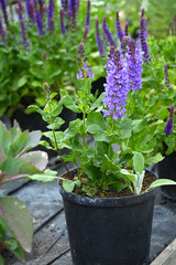 Salvia Horminum lilac color in flower pot in garden outdoors.