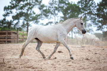 Fototapeta premium Cavalo tordilho salpicado em movimento de marcha em arena de areia, vista lateral