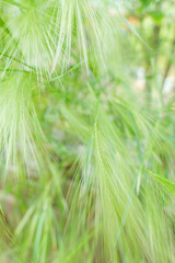 初夏の庭の花壇に咲く色とりどりの花々