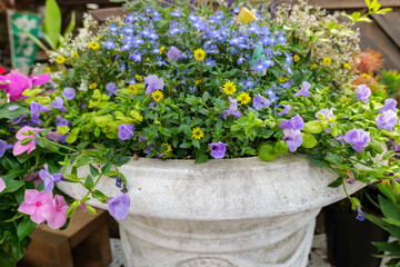 庭の鉢植えの色とりどりのアレンジフラワー