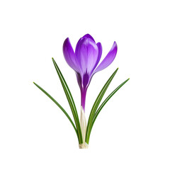 Naklejka premium Stunning purple crocus flower isolated on stem shot on transparent background