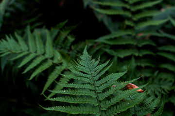 Detailed view of vibrant green fern leaves, showcasing their delicate leaflets. Natural forest floor vegetation.