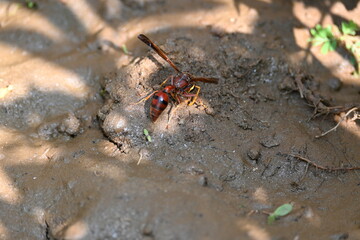 Yellow paper wasp. Its other names  variegated paper wasp and Polistes versicolor. This is...