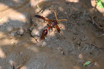 Yellow paper wasp. Its other names  variegated paper wasp and Polistes versicolor. This is a subtropical social wasp within Polistes, the most common genus of paper wasp. Its bite causes a lot of pain