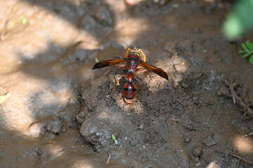 Yellow paper wasp. Its other names  variegated paper wasp and Polistes versicolor. This is a subtropical social wasp within Polistes, the most common genus of paper wasp. Its bite causes a lot of pain