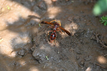 Yellow paper wasp. Its other names  variegated paper wasp and Polistes versicolor. This is a subtropical social wasp within Polistes, the most common genus of paper wasp. Its bite causes a lot of pain