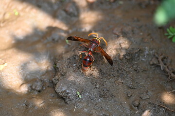 Yellow paper wasp. Its other names  variegated paper wasp and Polistes versicolor. This is a subtropical social wasp within Polistes, the most common genus of paper wasp. Its bite causes a lot of pain