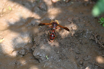 Yellow paper wasp. Its other names  variegated paper wasp and Polistes versicolor. This is...