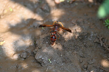 Yellow paper wasp. Its other names  variegated paper wasp and Polistes versicolor. This is a subtropical social wasp within Polistes, the most common genus of paper wasp. Its bite causes a lot of pain