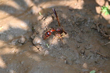 Yellow paper wasp. Its other names  variegated paper wasp and Polistes versicolor. This is a subtropical social wasp within Polistes, the most common genus of paper wasp. Its bite causes a lot of pain