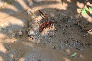 Yellow paper wasp. Its other names  variegated paper wasp and Polistes versicolor. This is...