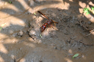 Yellow paper wasp. Its other names  variegated paper wasp and Polistes versicolor. This is...