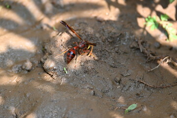 Yellow paper wasp. Its other names  variegated paper wasp and Polistes versicolor. This is a subtropical social wasp within Polistes, the most common genus of paper wasp. Its bite causes a lot of pain
