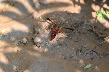 Yellow paper wasp. Its other names  variegated paper wasp and Polistes versicolor. This is a subtropical social wasp within Polistes, the most common genus of paper wasp. Its bite causes a lot of pain