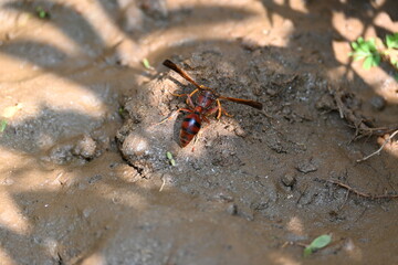 Yellow paper wasp. Its other names  variegated paper wasp and Polistes versicolor. This is...