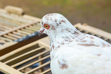 Homing pigeons sitting on the roof of a house on a blue sky