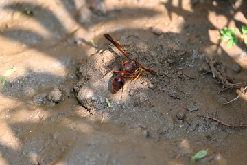 Yellow paper wasp. Its other names  variegated paper wasp and Polistes versicolor. This is a subtropical social wasp within Polistes, the most common genus of paper wasp. Its bite causes a lot of pain