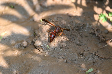 Yellow paper wasp. Its other names  variegated paper wasp and Polistes versicolor. This is...