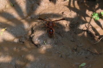 Yellow paper wasp. Its other names  variegated paper wasp and Polistes versicolor. This is a subtropical social wasp within Polistes, the most common genus of paper wasp. Its bite causes a lot of pain