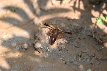 Yellow paper wasp. Its other names  variegated paper wasp and Polistes versicolor. This is a subtropical social wasp within Polistes, the most common genus of paper wasp. Its bite causes a lot of pain
