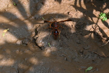 Yellow paper wasp. Its other names  variegated paper wasp and Polistes versicolor. This is a subtropical social wasp within Polistes, the most common genus of paper wasp. Its bite causes a lot of pain