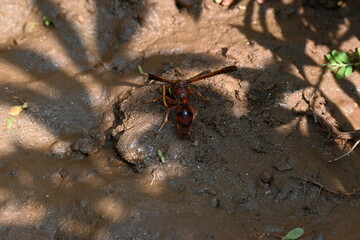Yellow paper wasp. Its other names  variegated paper wasp and Polistes versicolor. This is...