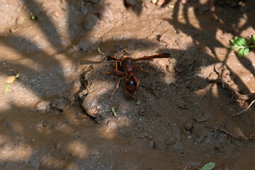 Yellow paper wasp. Its other names  variegated paper wasp and Polistes versicolor. This is a subtropical social wasp within Polistes, the most common genus of paper wasp. Its bite causes a lot of pain