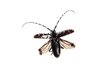 The longicorn beetle flying isolated on white background