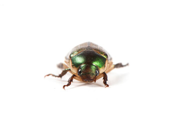 Coleoptera green scarabaeidae beetle isolated white background