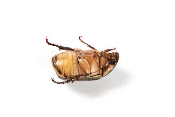 Coleoptera green scarabaeidae beetle isolated white background