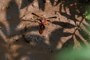 Yellow paper wasp. Its other names  variegated paper wasp and Polistes versicolor. This is...