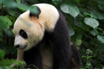 Chiny Guilin 2010 - Panda wielka, Ailuropoda melanoleuca, zwierzę pod ochroną, głowa, zwierzę chronione  © Jacek Pochanke