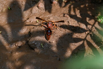 Yellow paper wasp. Its other names  variegated paper wasp and Polistes versicolor. This is...